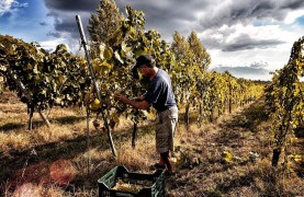Wine Tasting on the Slopes of Vesuvius